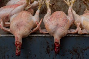 Dead chickens lying on a table with their head cut off.